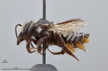 Media type: image;   Entomology 16201 Aspect: habitus lateral view